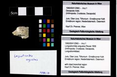 Foto (Objekt + Etikett) von Longodromites angustus (Reuss 1858)  (NHMW-GEO-1990-0041-2965)